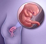 7 Haftalık Gebelikte Annede ve Bebekte Yaşanan Değişimler 7 Haftalık Gebelikte Annede ve Bebekte Yaşanan Değişimler