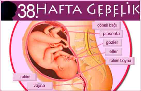 38 Haftalık Gebelik