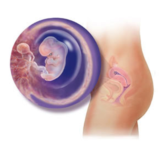 8 Haftalık Gebelikte Bebekte ve Annede Değişimler