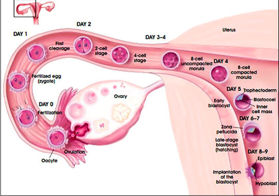Gebelik Haftaları Hafta Hafta Gebelik